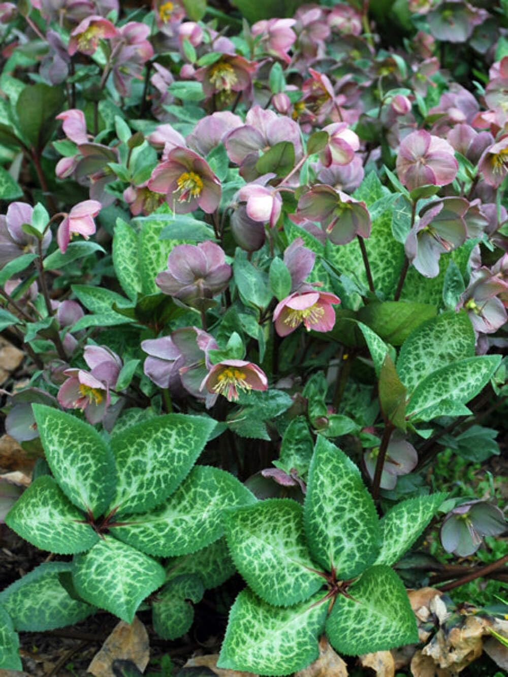 Frostkiss Penny's Pink Hellebore