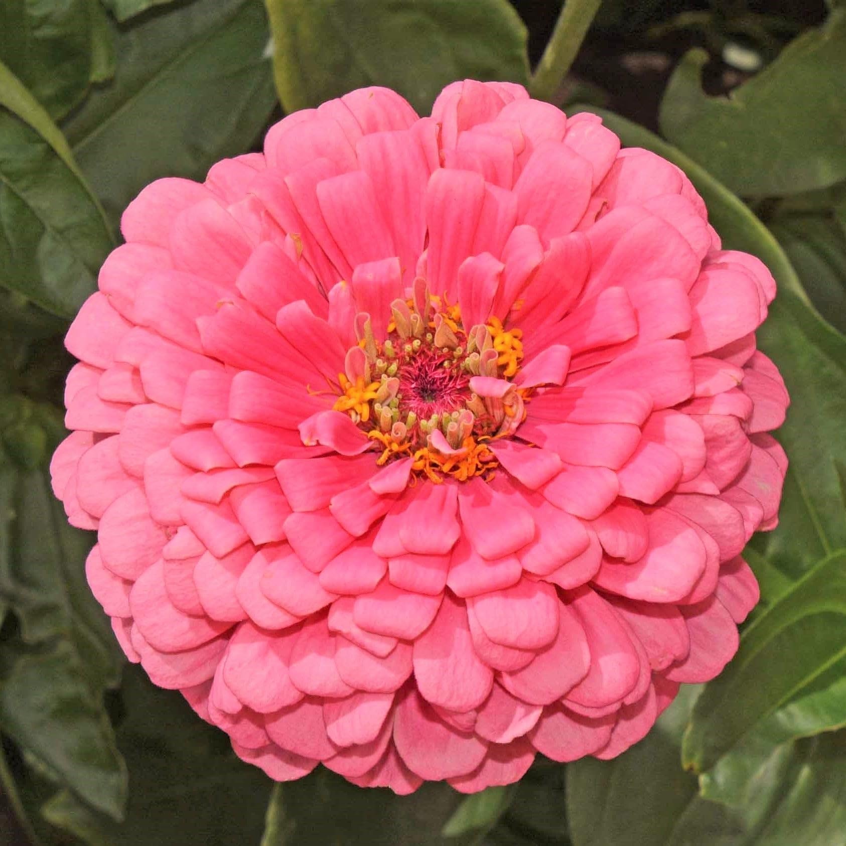 Amazon.com : TomorrowSeeds - Rose Pink Zinnia Seeds - 1000+ Count