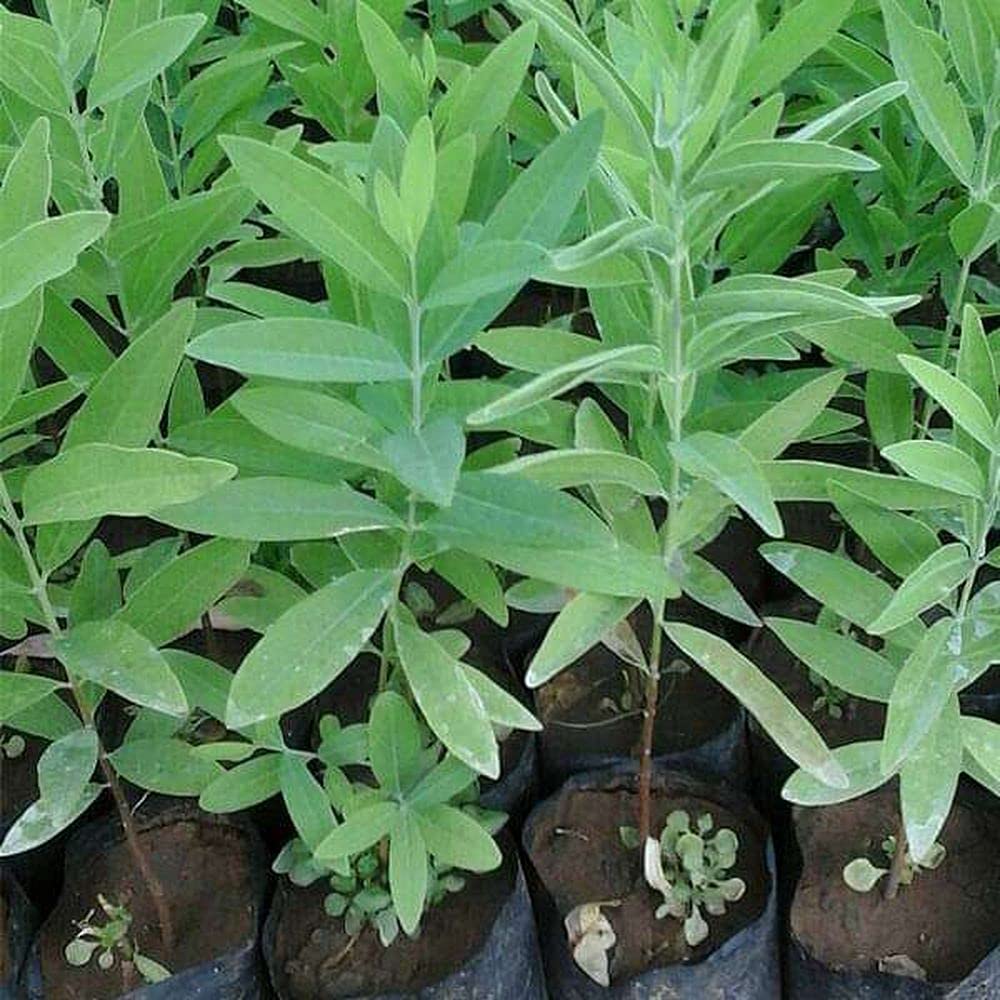 See full amazon price history chart for LIVE GREEN Plant Seeds | White Chandan – Sandalwood Plant Seeds For Garden (30 Seeds Pack), multicolor (LG-SMFD-FL396) LIVE GREEN Plant Seeds | White Chandan – Sandalwood Plant Seeds For Garden (30 Seeds Pack), multicolor (LG-SMFD-FL396) (B099JXPMLT) Amazon Price History, Amazon Price Tracker