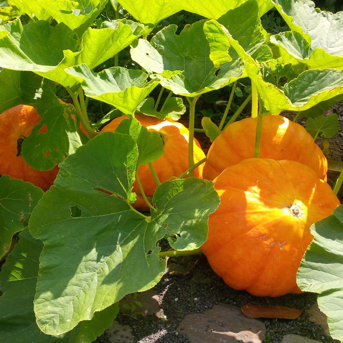 Pumpkin seeds for planting, Planting seeds for pumpkin, Best seeds for pumpkin plant ( 250 seeds )-image-46