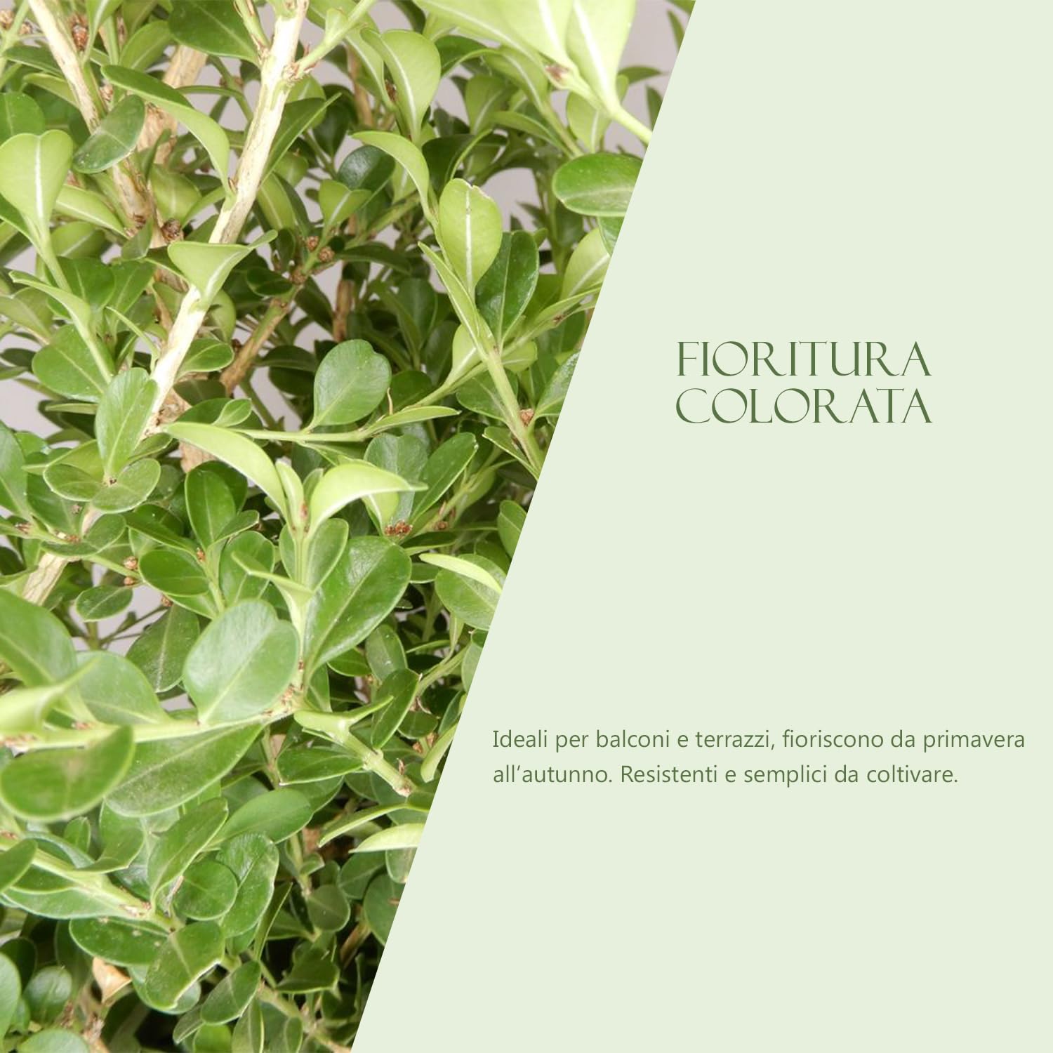 Bosso (Buxus sempervirens) – 3 sadzonki w doniczce | zimozielona, idealna do żywopłoty, Topiaria, Prati, tarasy i obwódki | łatwa Modellare, odporna, doskonała do ogród i gleba Mediteraneo