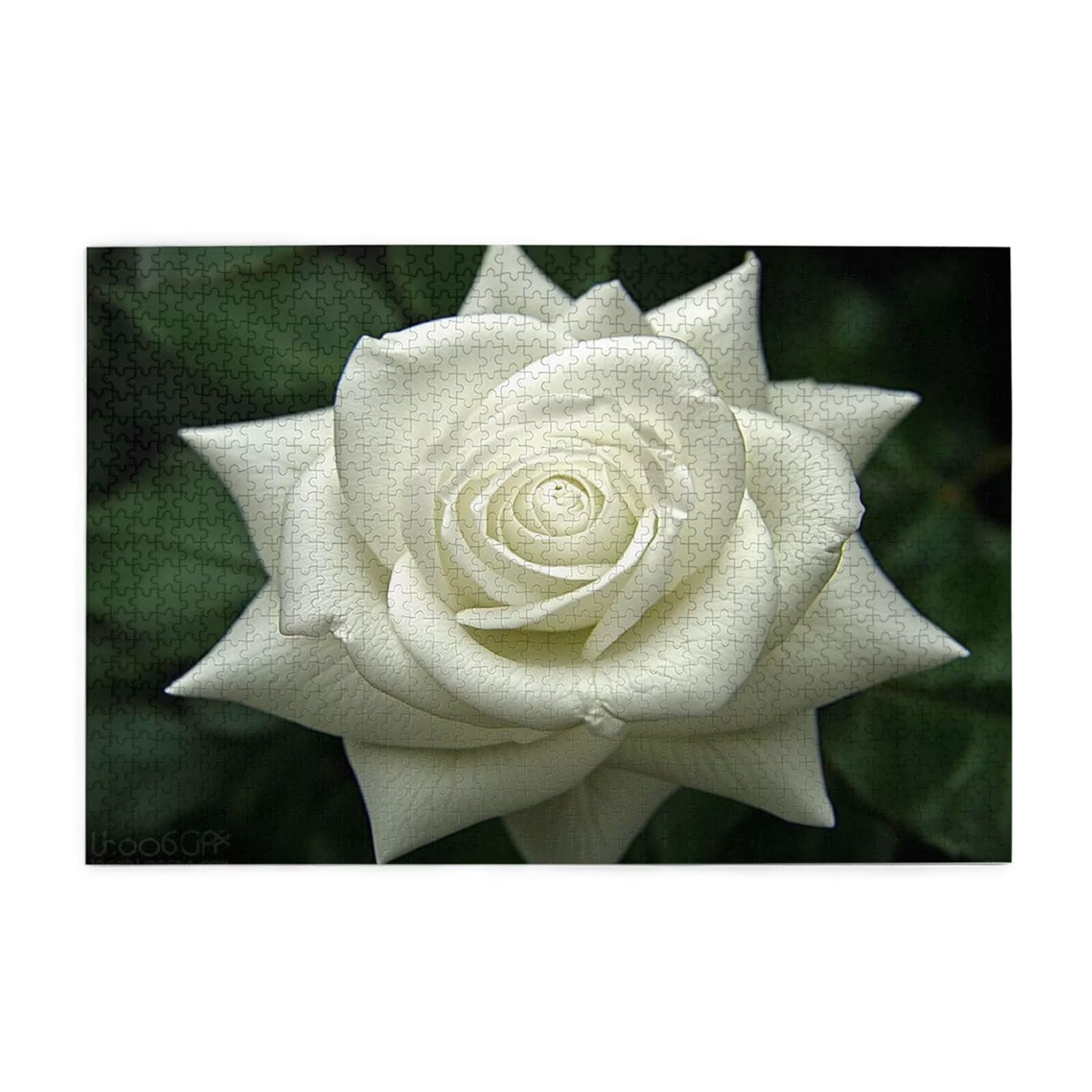Puzzle 2000 Teile, Puzzle Erwachsene, Holzpuzzle Blume Impossible Jigsaw, Clevere Rätsel, HD Farbe Jigsaw mit Geschenkbox Verpackung for Aesthetic Room Decor, Geschenke für Frauen Rose 100x70cm p-1934