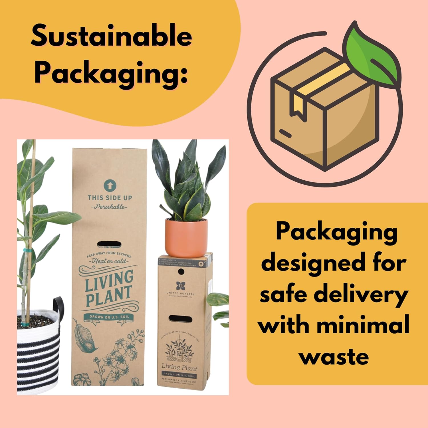 Ponytail Palm Live Plant by United Nursery in 6-in White Decorative Pot, Easy to Maintain Indoor House Plant for Home, Patio, or Office Decor