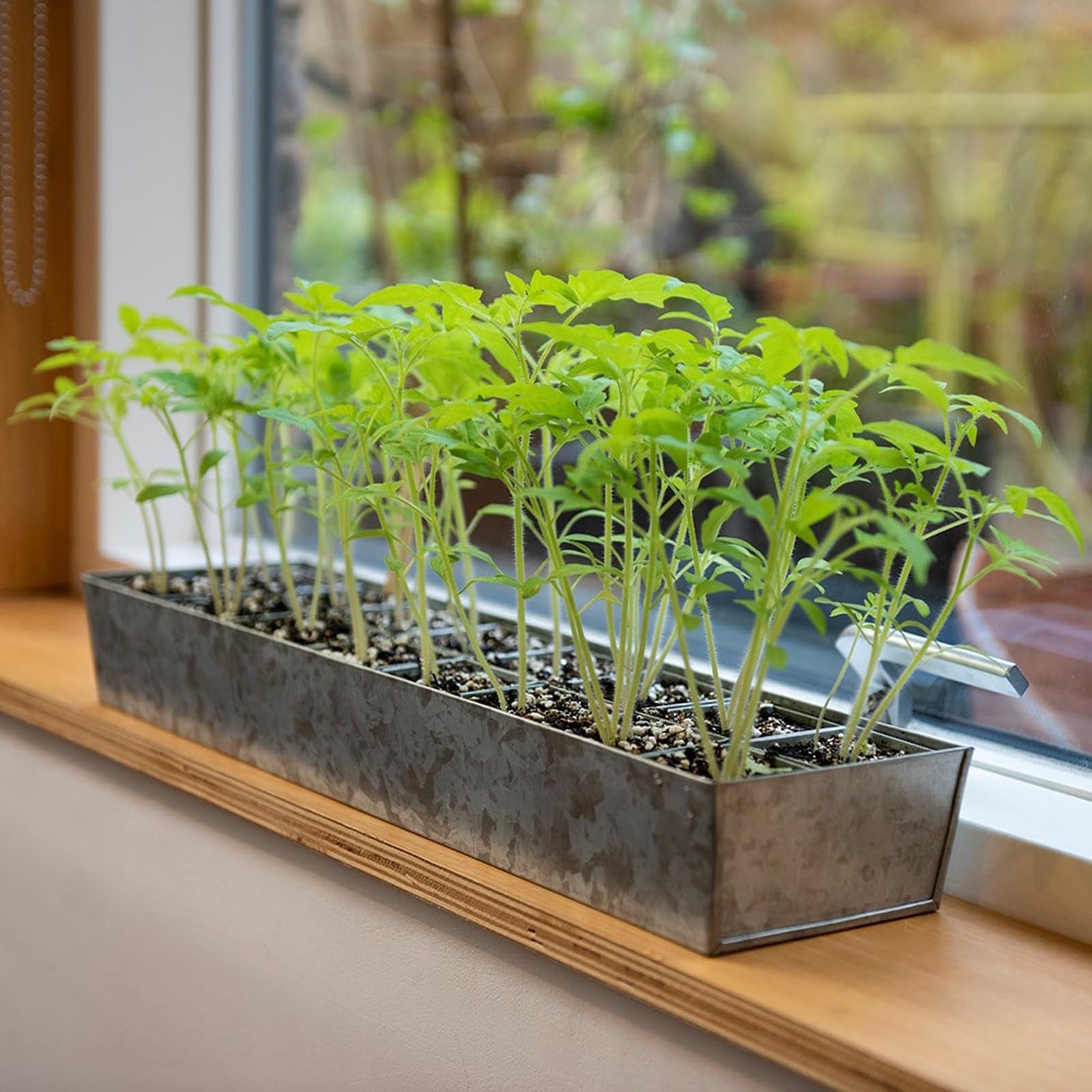 Crocus Silver Collection Set Of 16 Metal Galvanised Square Bottomless Grow Pod Planters In Rectangular Reservoir Tray