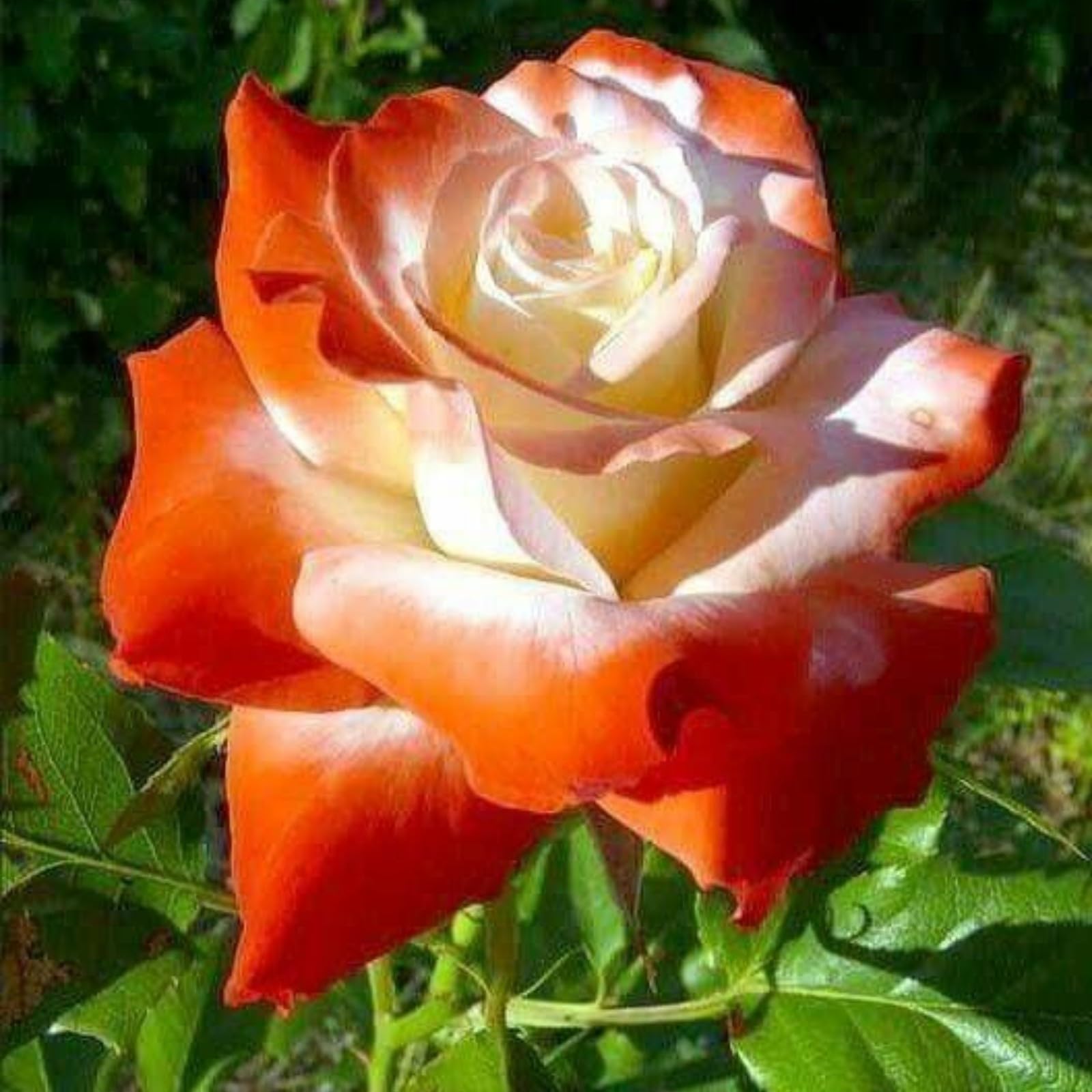 Unique Rose Bulbs for Planting Now UK Ornamental Perennial Natural Organic Excellent Good for Containers Cold-Resistant Easy Plant Display Greening Flower-2bulbs-N — image 1