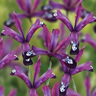 Bolly Bulbs® - Dwarf Iris Reticulata - Pauline (12 Bulbs)