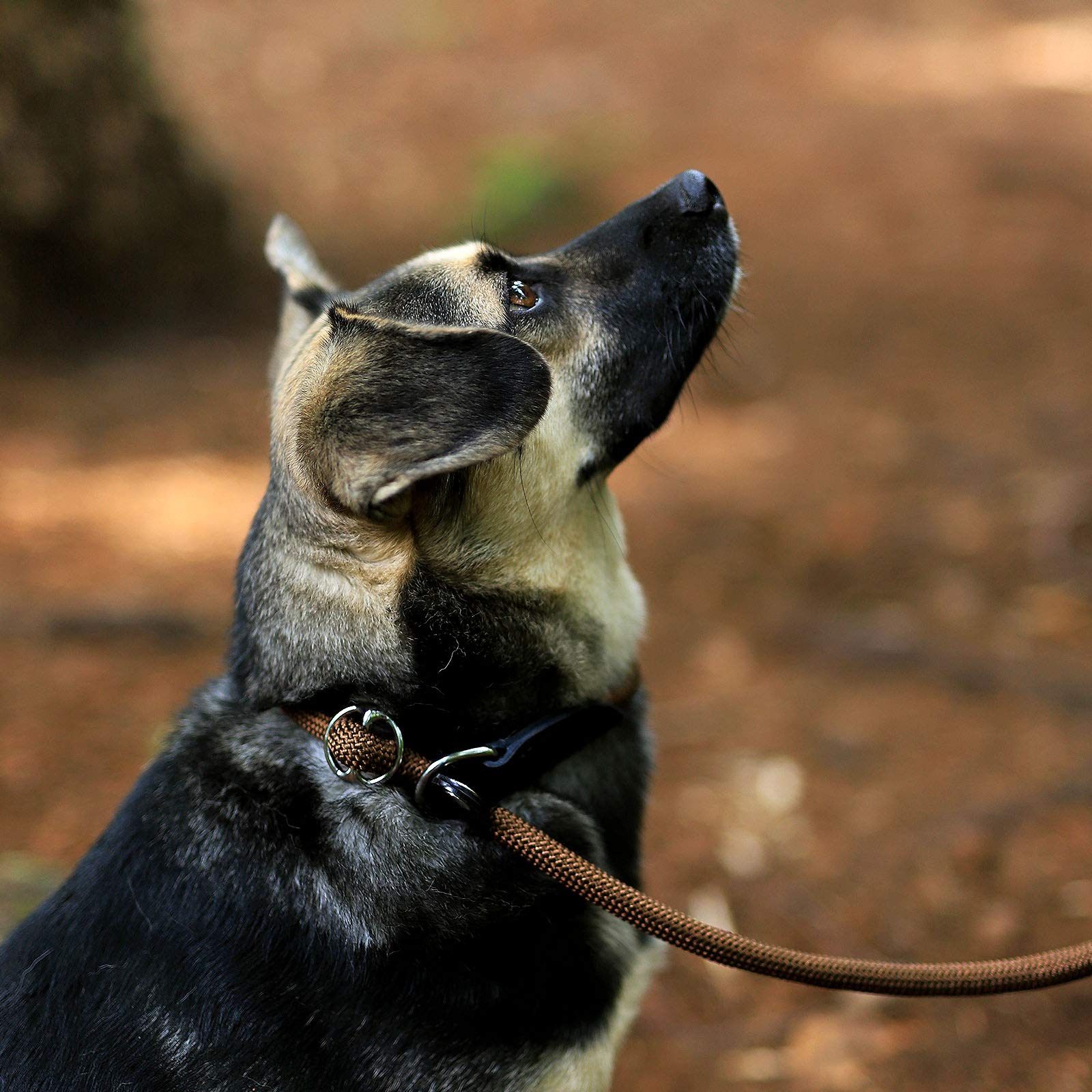 lionto Smycz typu retriever, 170 cm, odporna na warunki pogodowe, smycz i obroża w jednym, szybkie zakładanie, z miękkim materiałem chroniącym sierść i z blokadą zacisku, wegańska, kolor brązowy