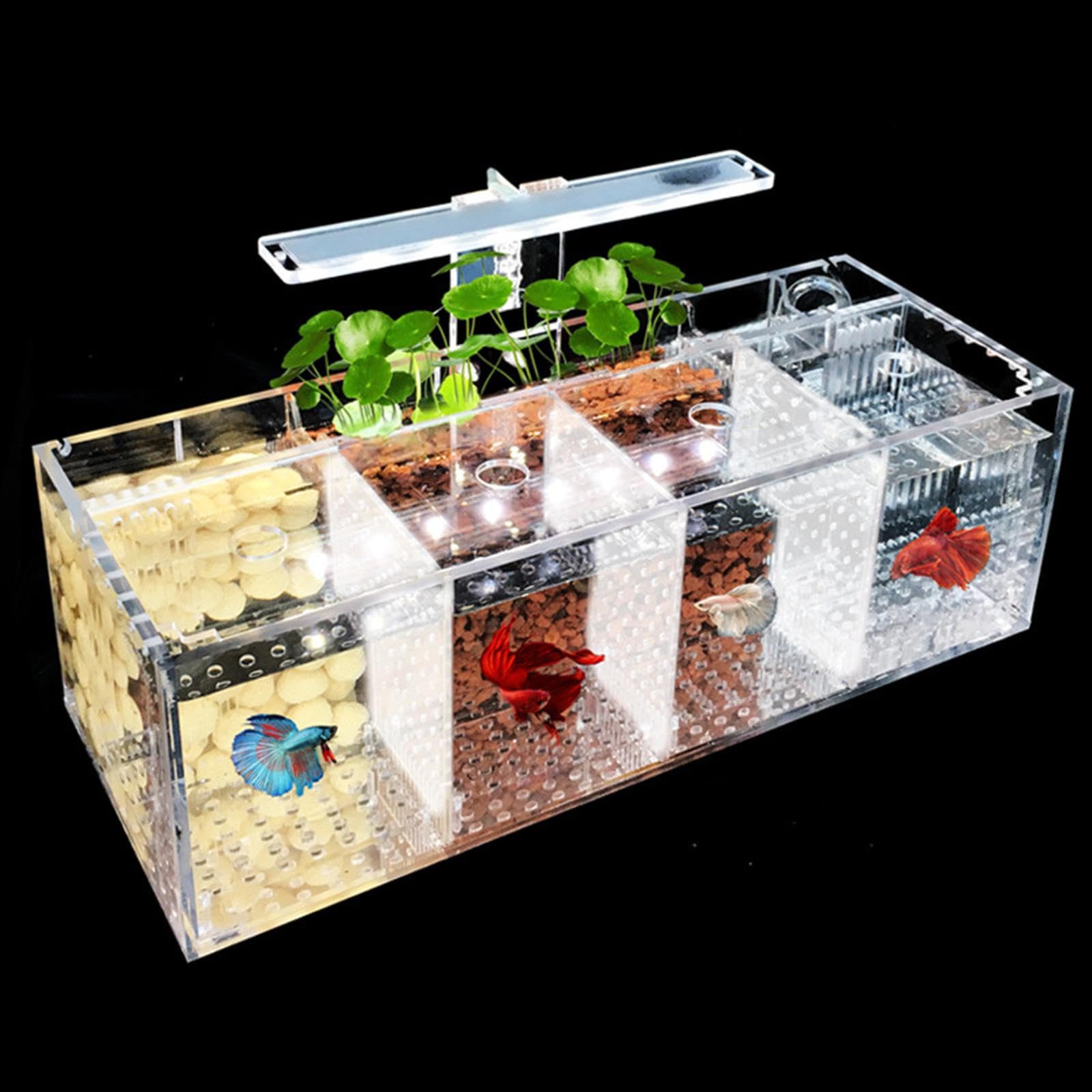 Aquarium Betta-Zucht-Becken, Mini-Aquarium, Transparenter Desktop-Kampffisch-Tank, Acrylic Garden Office Fish Breeding Box