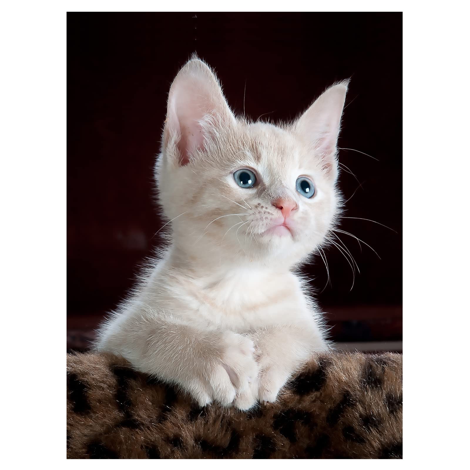 TouchfutrueTouchfutrue Diamond Art 5D Diamond Painting Kits, Cat Crystal Art Full Drill Rhinestone Diamond Art Kits Adults, Diamond Art for Kids, Adults, Home and Wall Decor (30 x 40 cm)