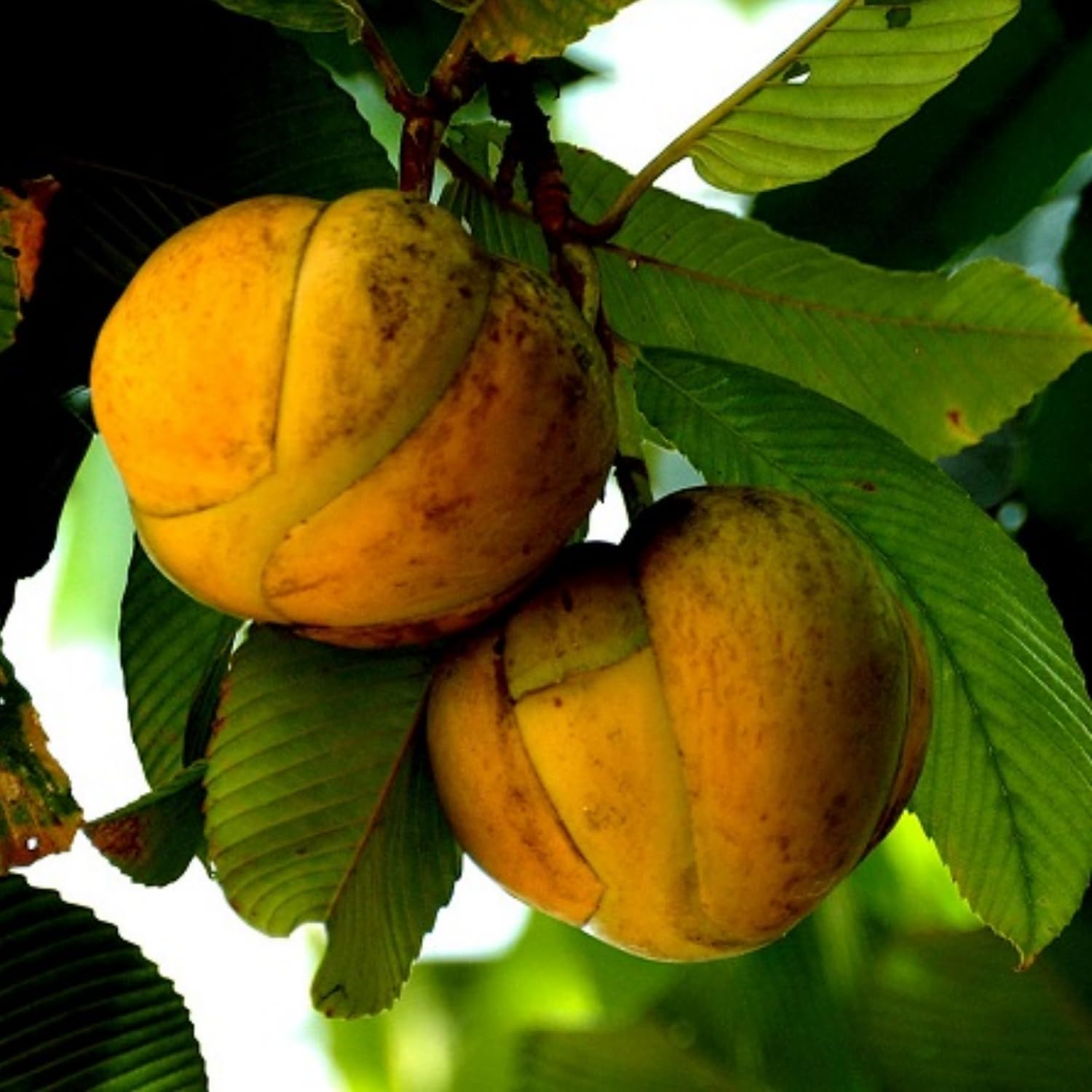 Hug A Plant | Elephant Apple | Chalta Plant (Dillenia Indica) Fruit Live Plant (Home & Garden) (B0CB8MD8VB) Amazon Price History, Amazon Price Tracker