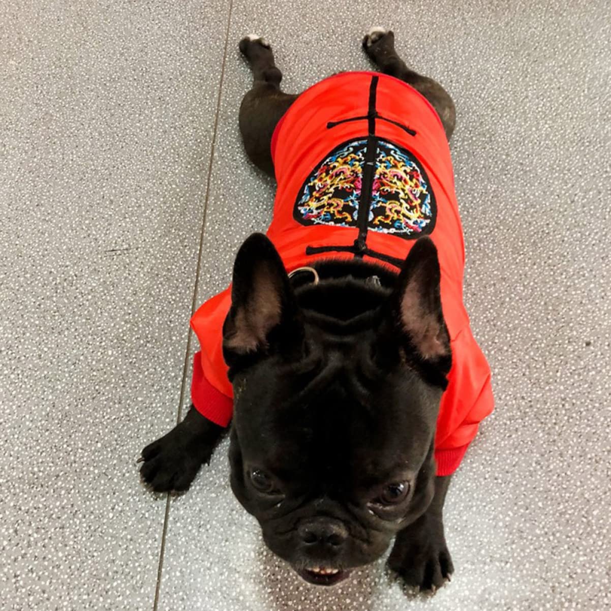 POPETPOP 3pezzi Costume Invernale Per Cani Con Design Creativo Abbigliamento Per Animali Domestici Stile Cinese Per Attività Outdoor e Uso Quotidiano Circonferenza Torace