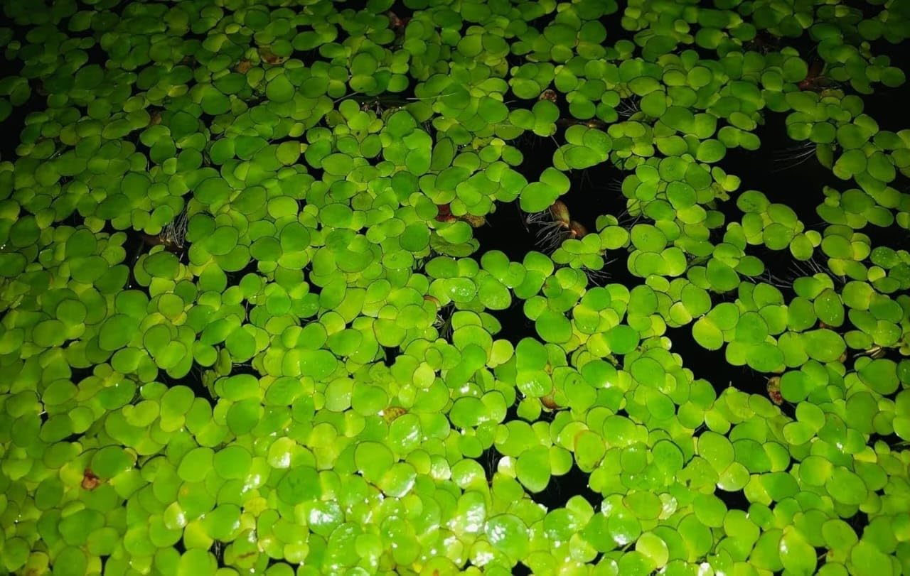 Fresh Azolla Pinnata Aquatic Plants Plant Live Seeds High Protein Diet For Fish And Poultry Farming Natural Mosquito Fern Rapid Growth (1400 Live Healthy Plant Seeds)-image-18