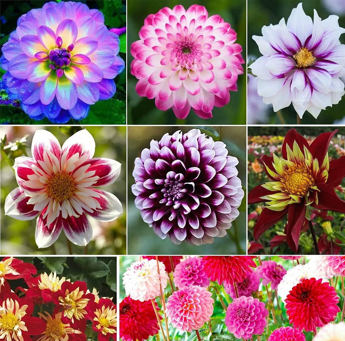 100+ Rare Mix Dahlia Pompon Flower Seeds Variabilis Beautiful Annual Outdoor (B09NT22SYC) Amazon Price History, Amazon Price Tracker
