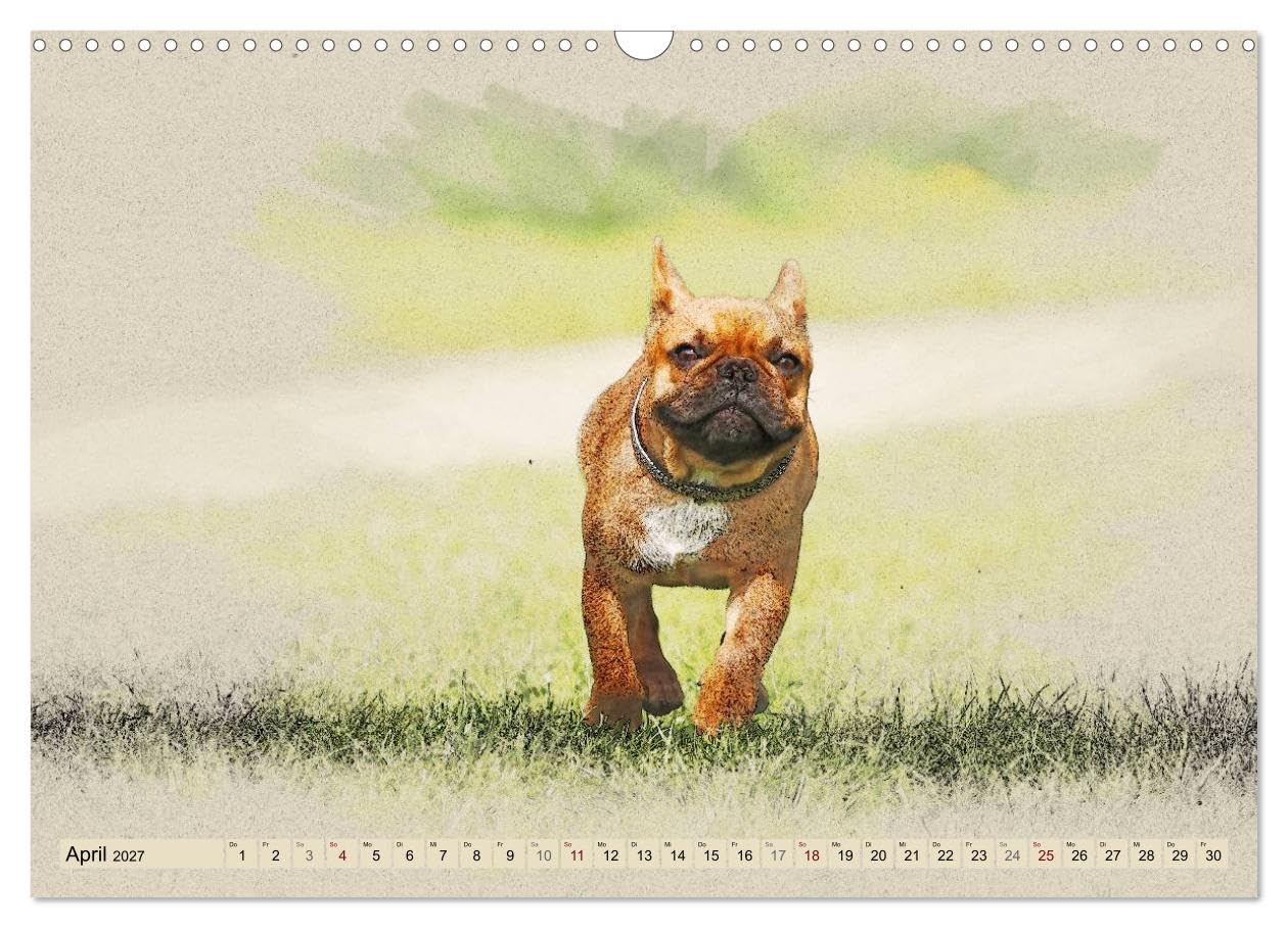CALVENDO - Französische Bulldoggen 2027 (Wandkalender 2027 DIN A3 quer), Monatskalender: Französische Bulldoggen im kunstvollen Aquarell-Stil. Wer außergewöhnliche Bilder liebt, wird in diesem Kalende
