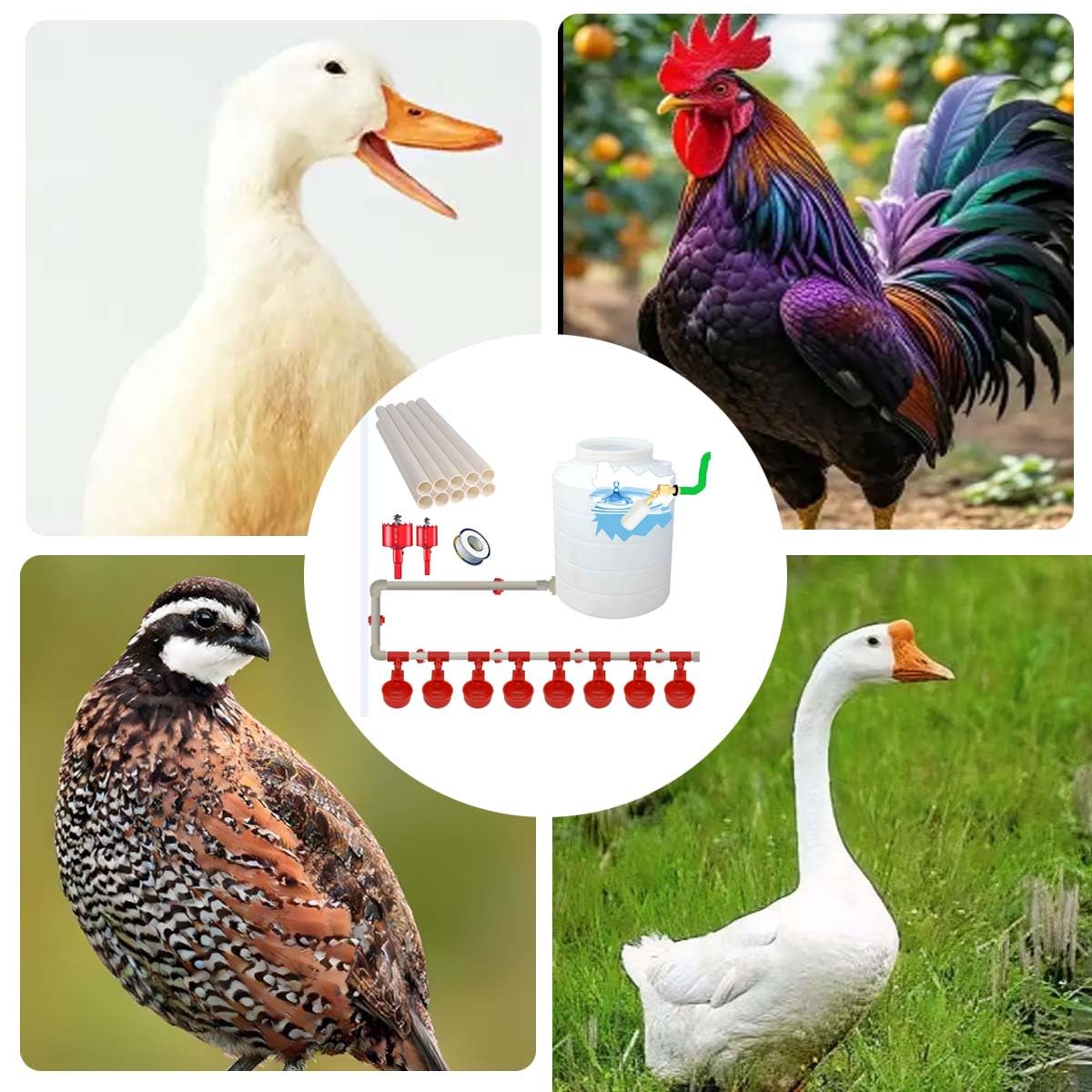 Complete Set Automatic Chicken Waterer Cups With PVC Pipe,Chickens