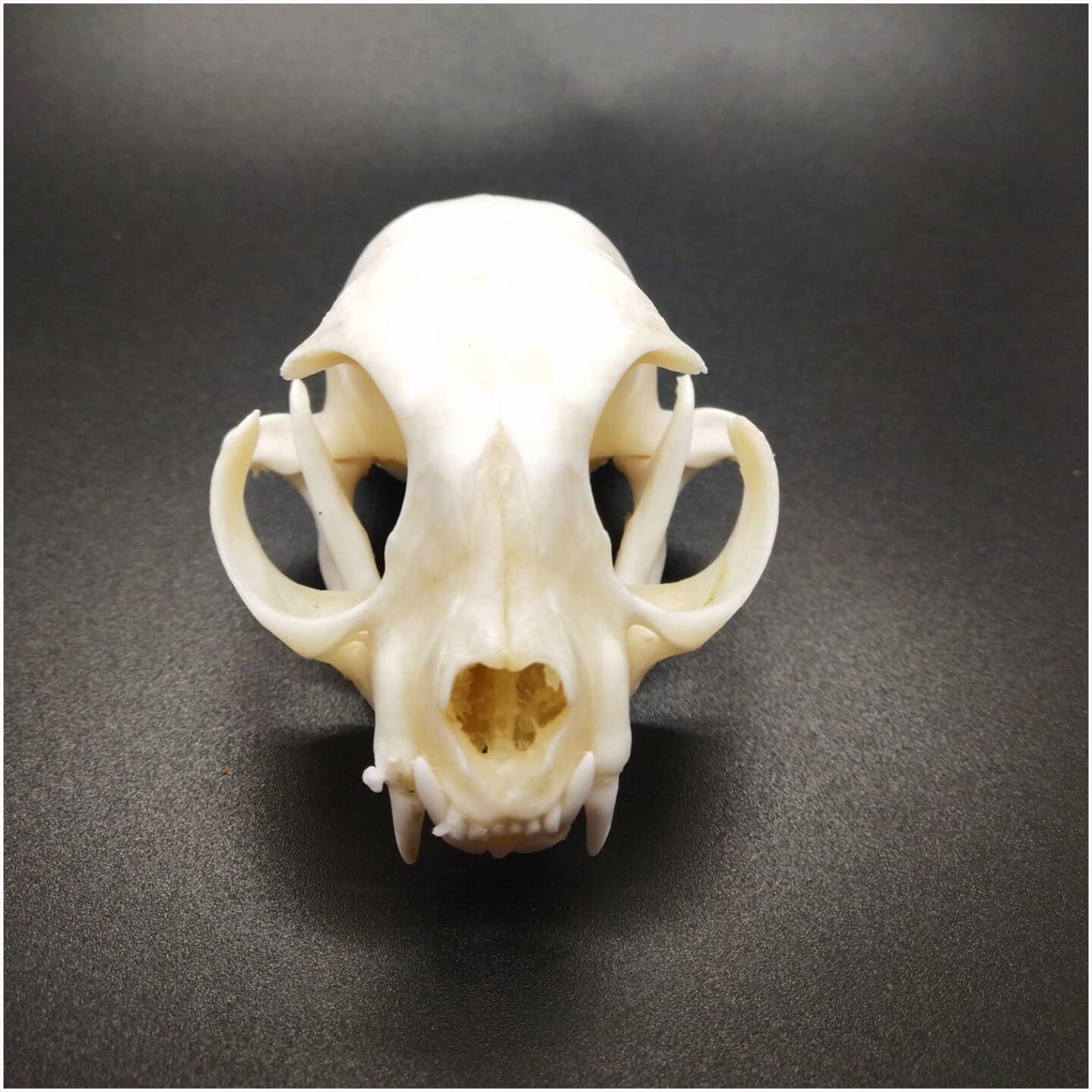 高品質！ネコの頭骨　３点セット　SKULLS UNLIMITED社 高品質！ネコの頭骨 3点セット SKULLS UNLIMITED社 3.jpg