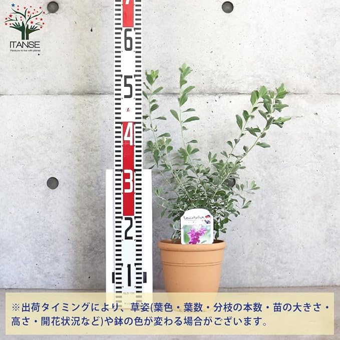 レウコフィルム フルテスケンス 10 5cmポット苗 96 以上節約 レウコフィルム フルテスケンス 10 5cmポット苗 96 以上節約