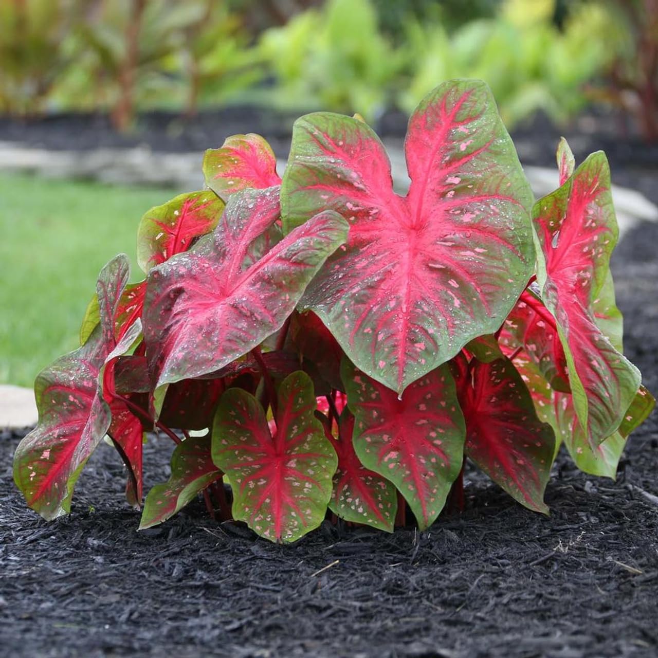 Votaniki Red Flash Caladium - Perennial Plants, Caladium Fancy Red Flash Tubers | All Summer Color, Caladium Tubers - Easy to Grow (3 Pack)