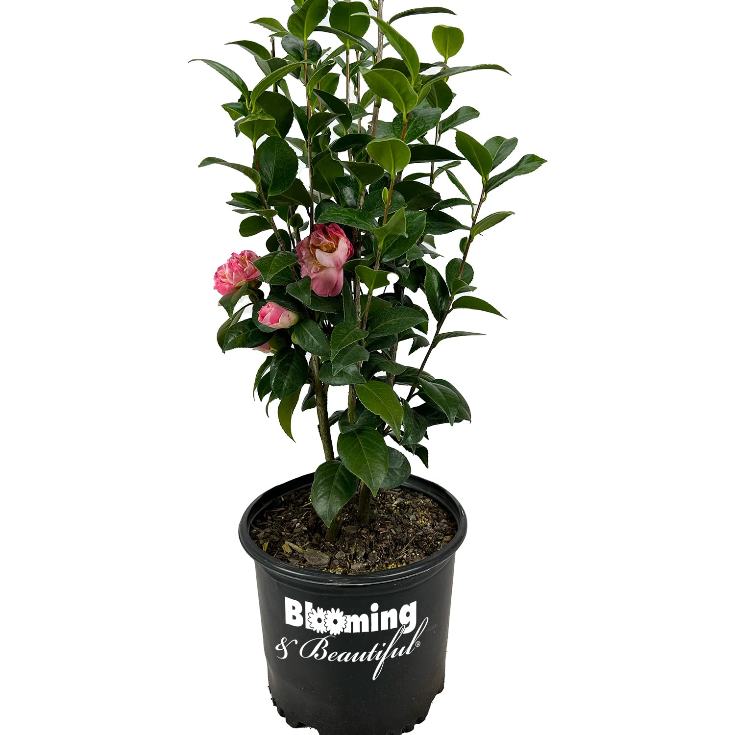 Blooming & Beautiful Mrs. Lyman Clarke Camellia