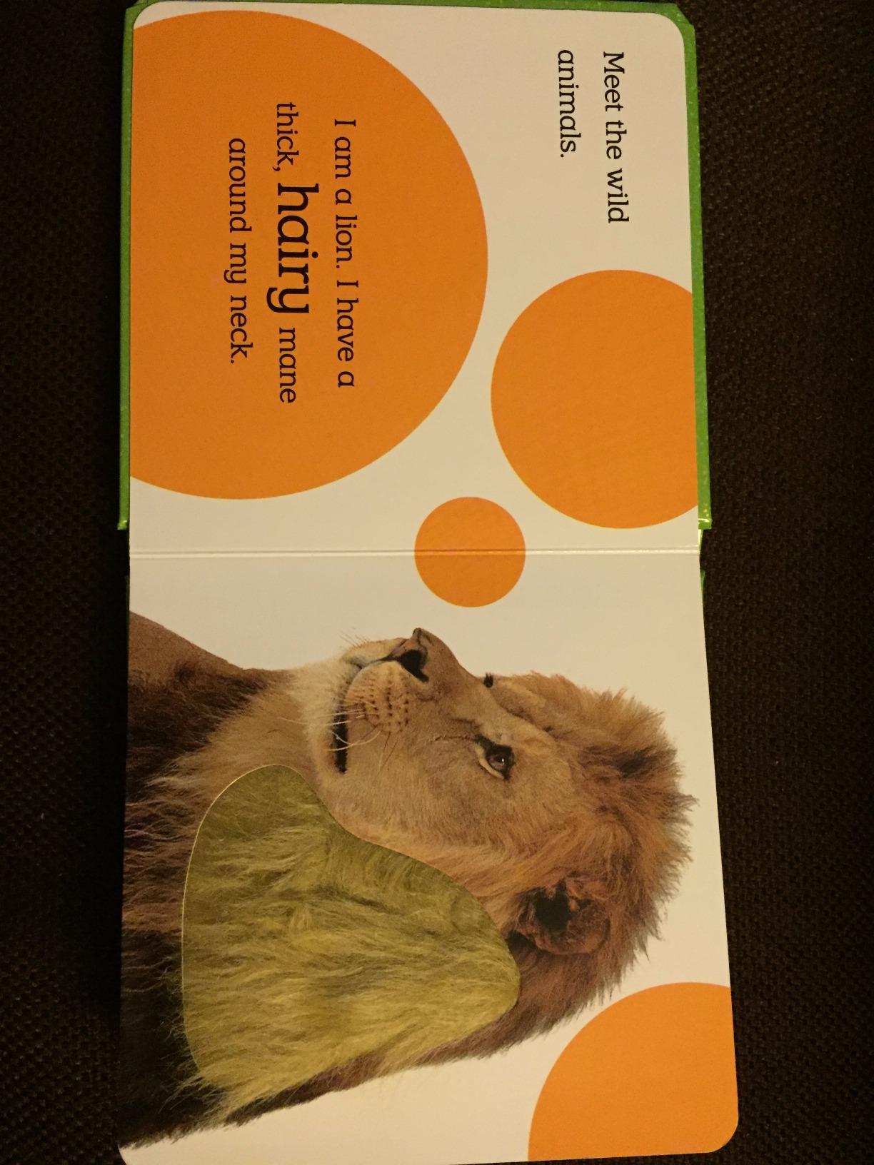 Touch and Feel Wild Animals: Amazon.co.uk: 9781409373704: Books