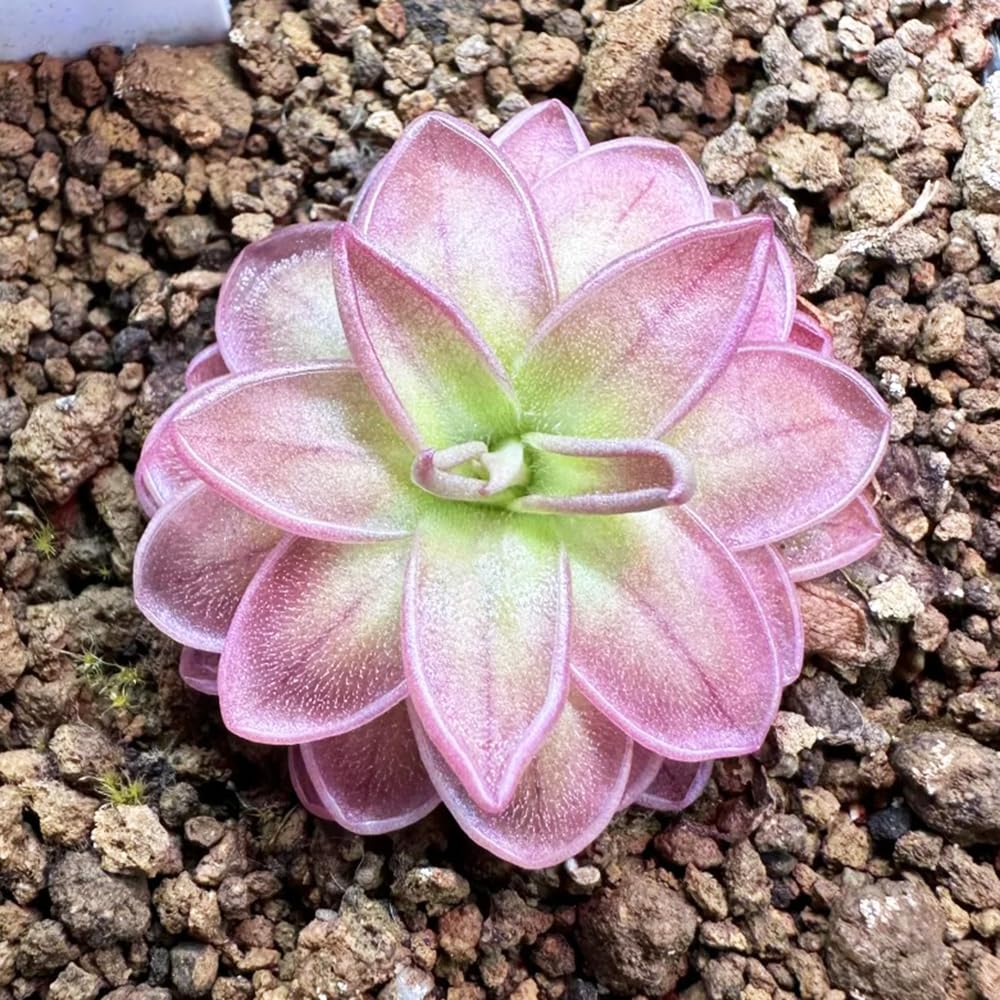 Fettkraut fleischfressende pflanze samen, pflanzen für sonnige plätze，garten deko zimmerpflanzen，gartendeko für draußen bonsai samen，deko garten einfach zu Pflanzen，pflanzen für 150pcs