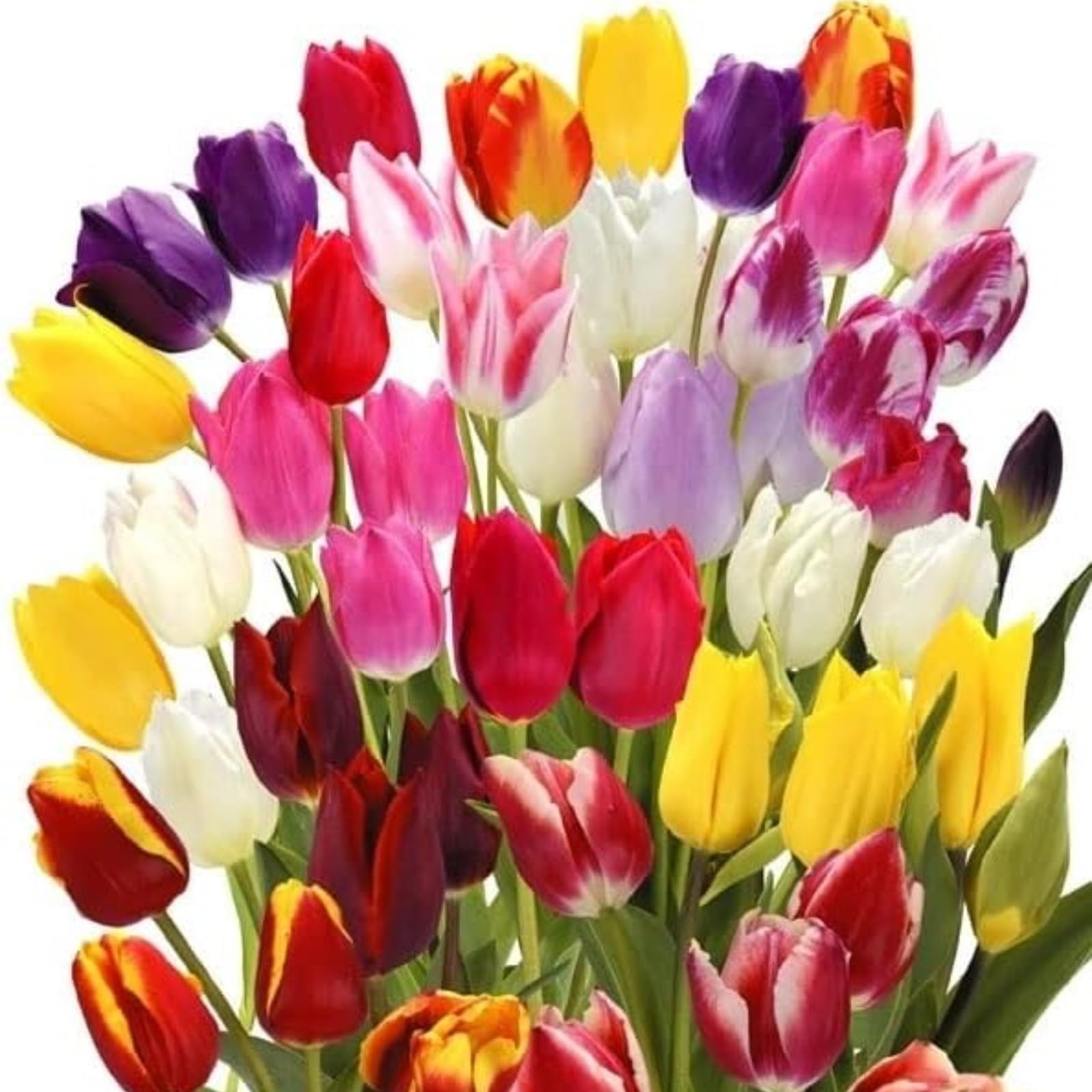 Tulip Bulbs for Planting Now UK Ornamental Perennial Excellent Display Plant Bulbs Greening Flower Good for Containers Natural Organic Easy Plant Perennial Unique-5Bulbs-E