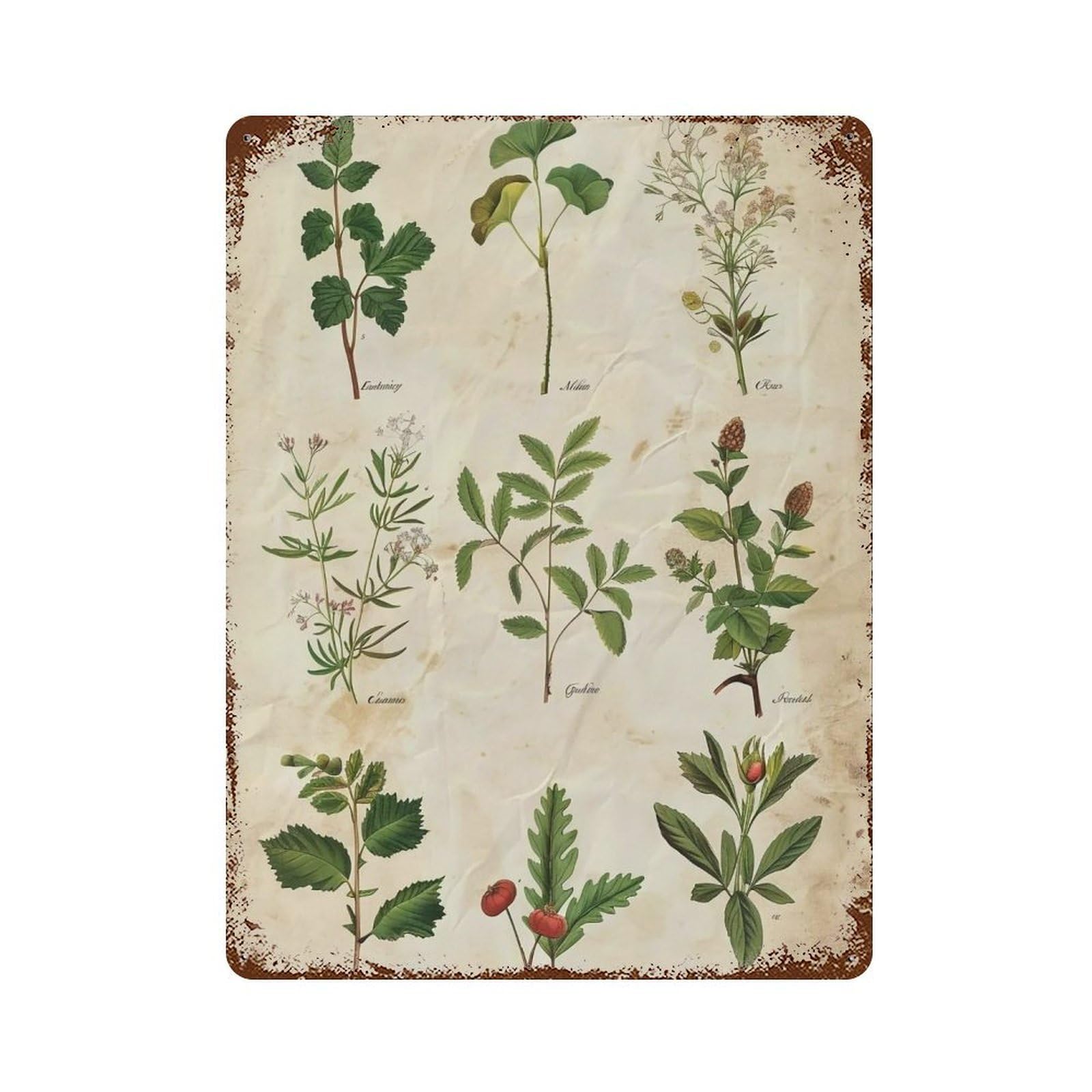 HDURYEYRYY Antique Herbal Botanical Specimen 03 Wall Retro Iron Vintage Art Metal Tin Sign Poster Modern Home Cofffee Club Art Bar Shop Decor 40x30cm