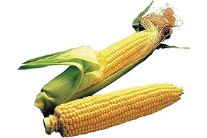 Illini Xtra Sweet Sweet Corn Seeds - The Perfect Option for Growing Burpee Seeds