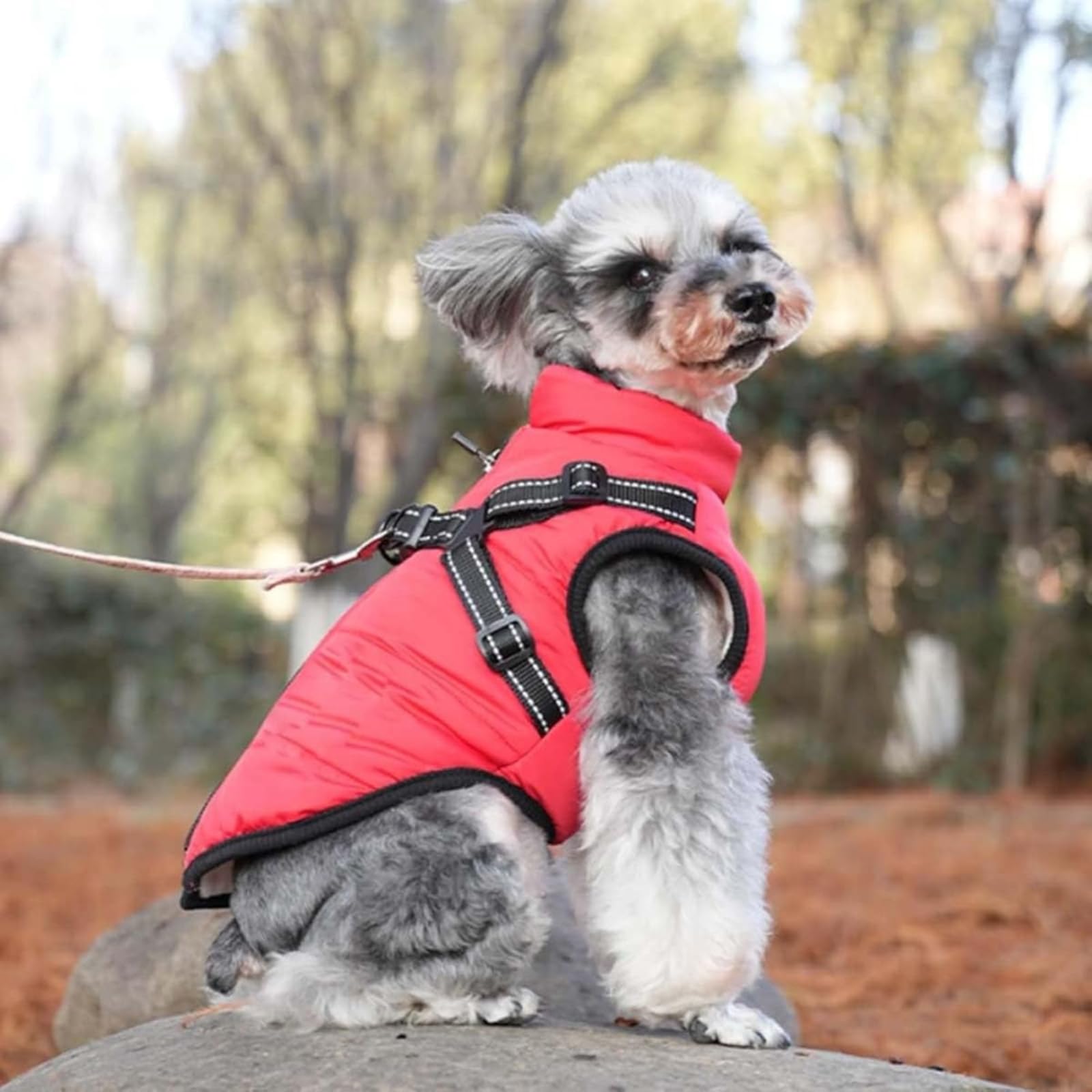 Giacca invernale 3 in 1, impermeabile, antivento, calda e accogliente, con imbracatura integrata e cerniera per cani/gatti di taglia piccola, media e grande