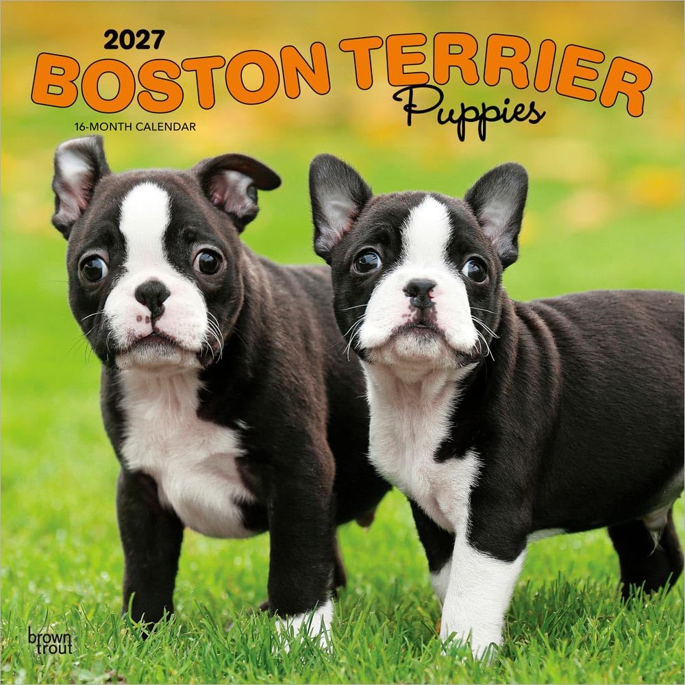 Boston Terrier Puppies - Boston Terrier Welpen 2027 - 16-Monatskalender: Original BrownTrout-Kalender [Mehrsprachig] [Kalender] (Boston Terrier ... | BrownTrout | Animals Dog Breeds Puppy)