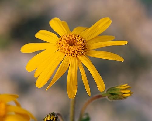 Vista 4 de Herb Pharm Aceite orgánico certificado, árnica, 1 fl oz