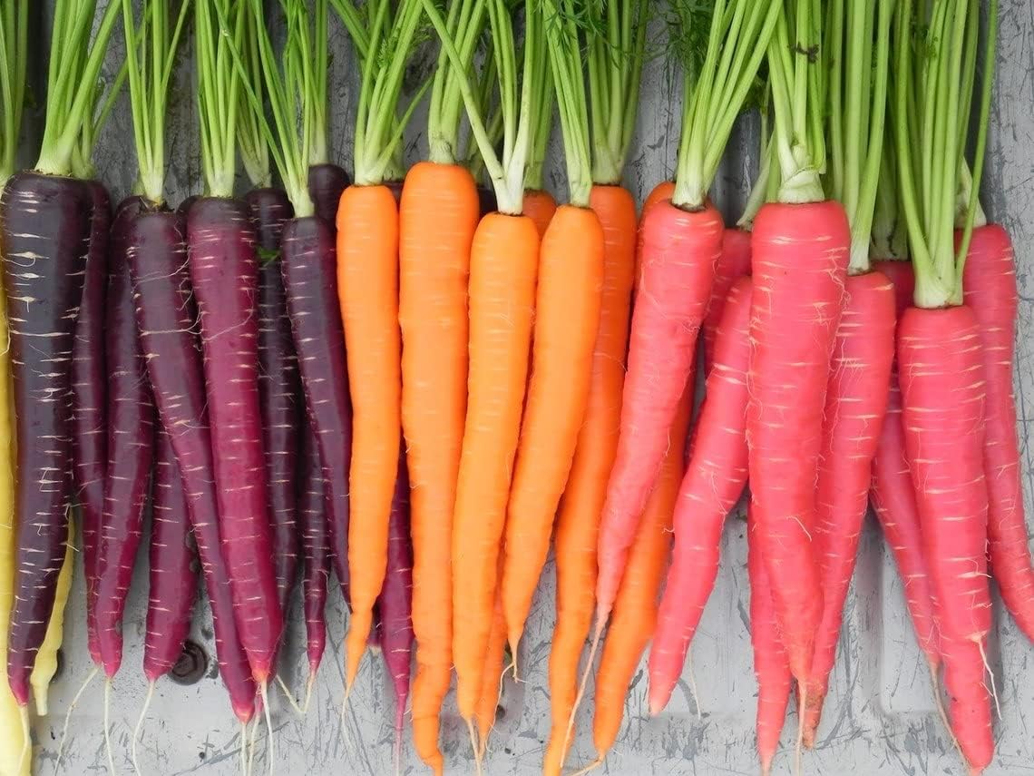 Heirloom Rainbow Carrot Seeds - Daucus carota - 150 Seeds, 1/4 Gram - B258