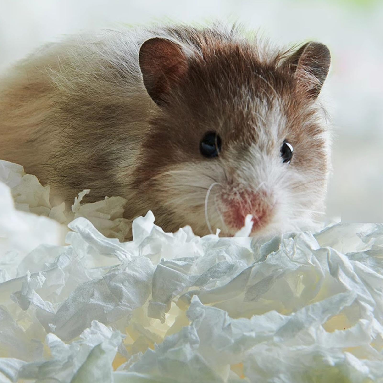 Litière pour Les Petits Animaux Litière Douce avec Contrôle des Odeurs