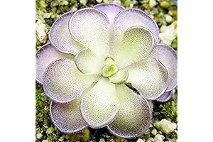 QAUZUY GARDEN 25Pcs Mexican Butterwort Carnivorous Plant Seeds