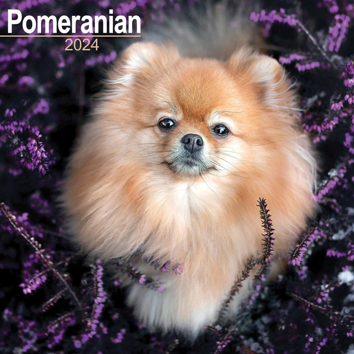 Pomeranian Calendar 2024 Square Dog Breed Wall Calendar - 16 Month