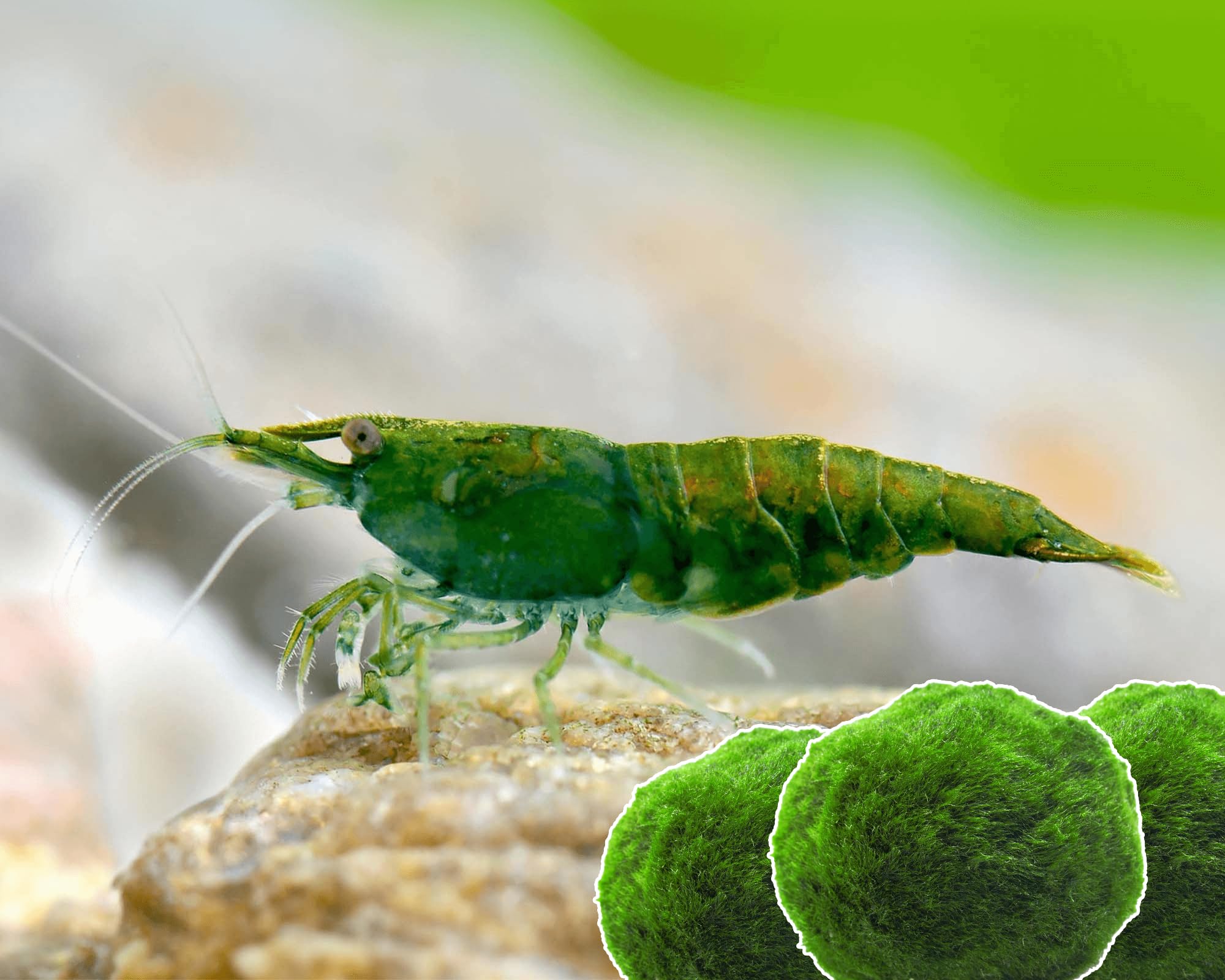 Garnelen 15x Neocaridina Set + 3X Mooskugel - Farbige Ziergarnelen für Leitungswasser - Pflegeleicht & vermehrungsfreudig - Mit Cladophora Algenkugeln als Filter & Versteck im Aquarium