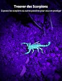 Lighting EVER Lepro Lampe UV, Lampe Torche UV 395nm LED Lumière Noire Ultraviolet, 3 Piles AAA Fournies pour Traceurs Fluorescents Chien Chat Tapis Détecteur Urine Scorpion Vérifie L'argent - 3