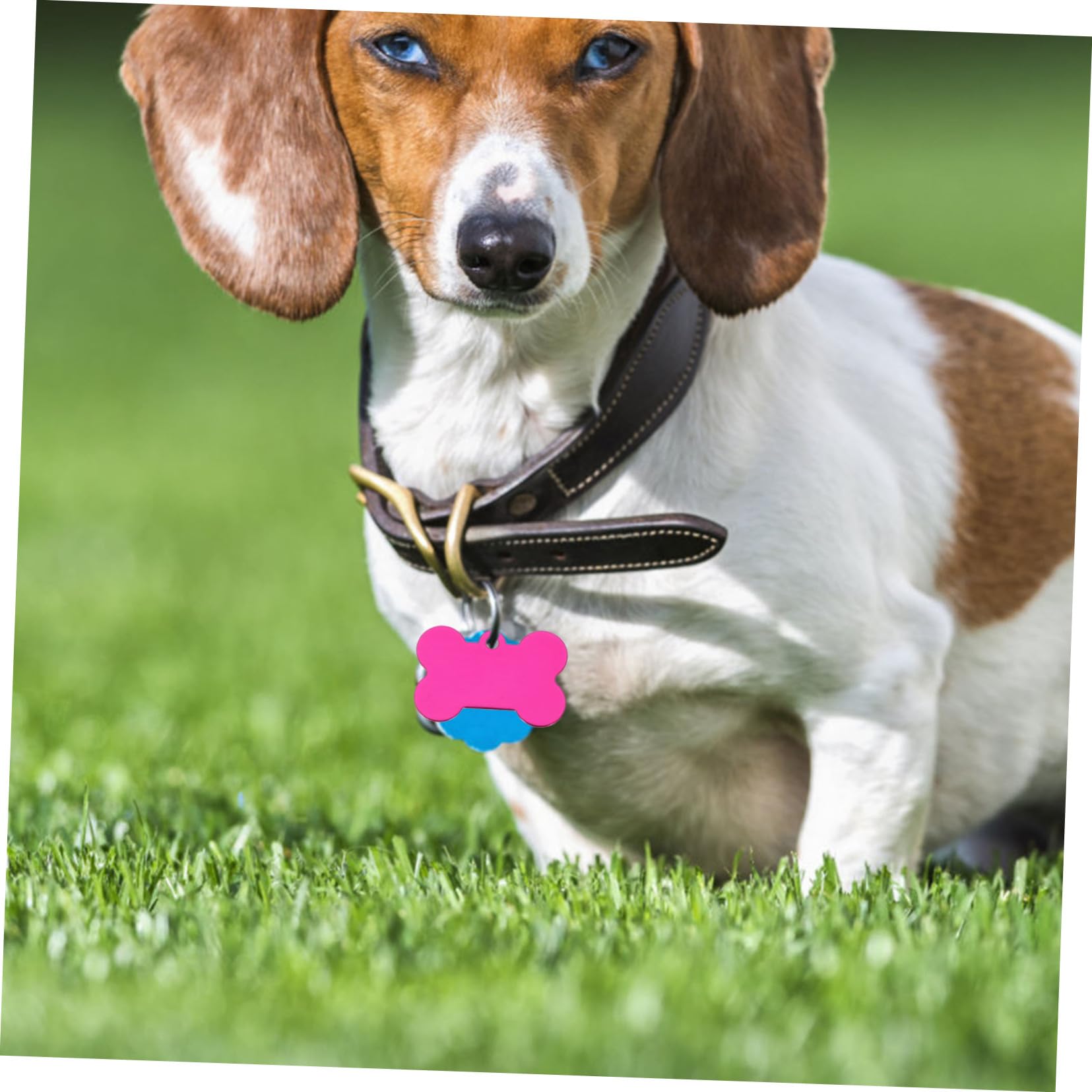 Angoily 50pezzi Targhette per Cani in Lega di Alluminio Forma di Osso Pendants per Animali Domestici Targhette Identificative Vuote per Incisione Adatte per Cani Gatti e Colore Casuale