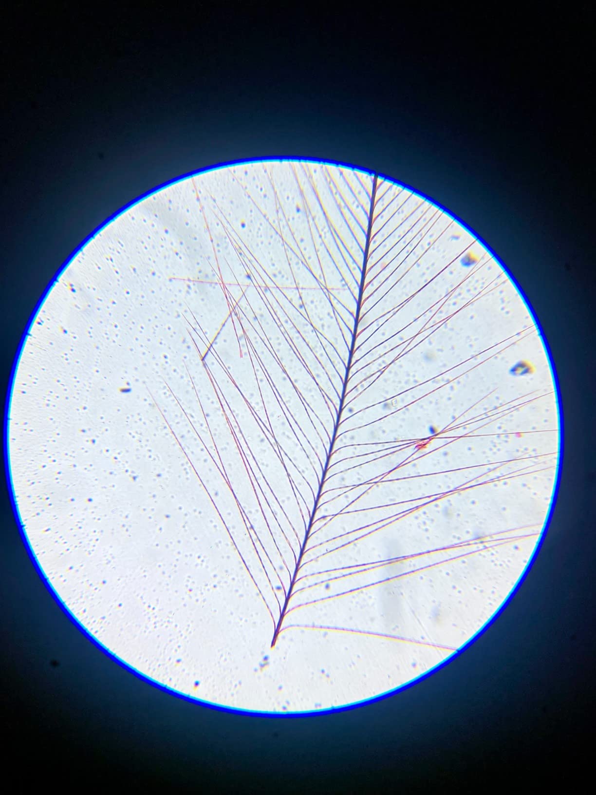 $12/mo - Finance Microscope for Adults Kids Students, 100X-2000X ...