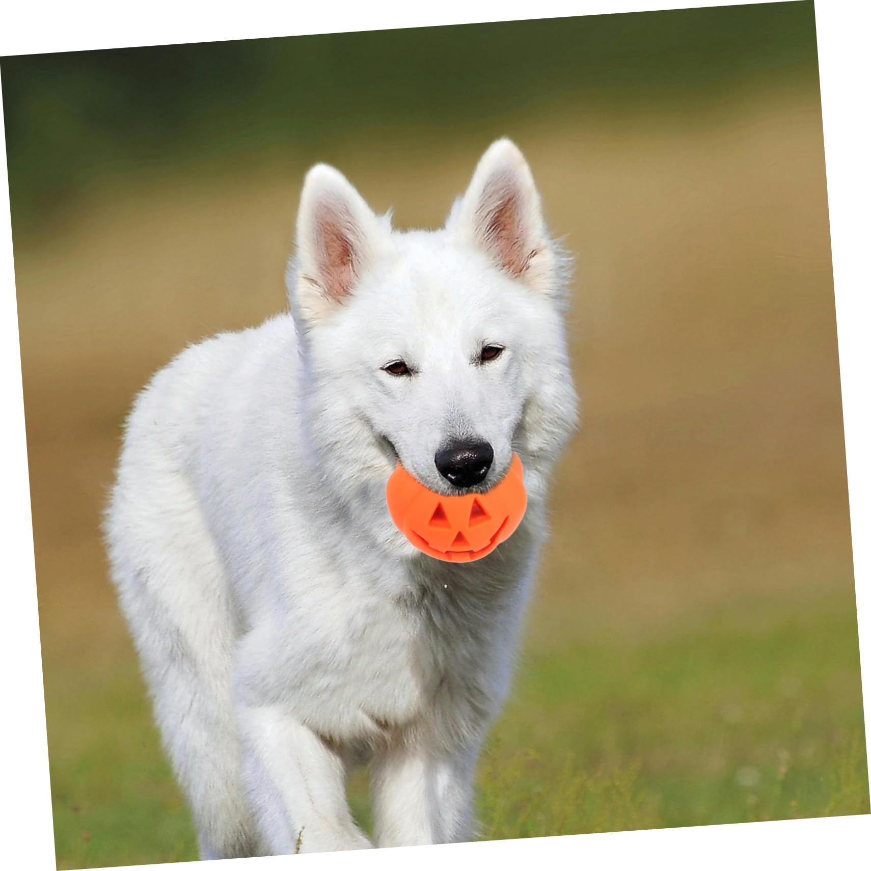 ibasenice 12 Stck. Teiliges Halloween Quietschspielzeug für Hunde und Katzen Bissfestes Langlebiges Kauspielzeug in Kürbisform Fördert Spielerisches Beißen und Zahnpflege für Welpen und