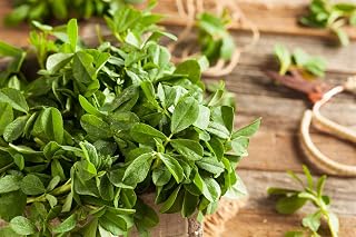 Caribou Seed Company | Fenugreek/Methi | 100 Seeds | Mediterranean, Asian, South Asian Herb | Organic, Canadian Seed