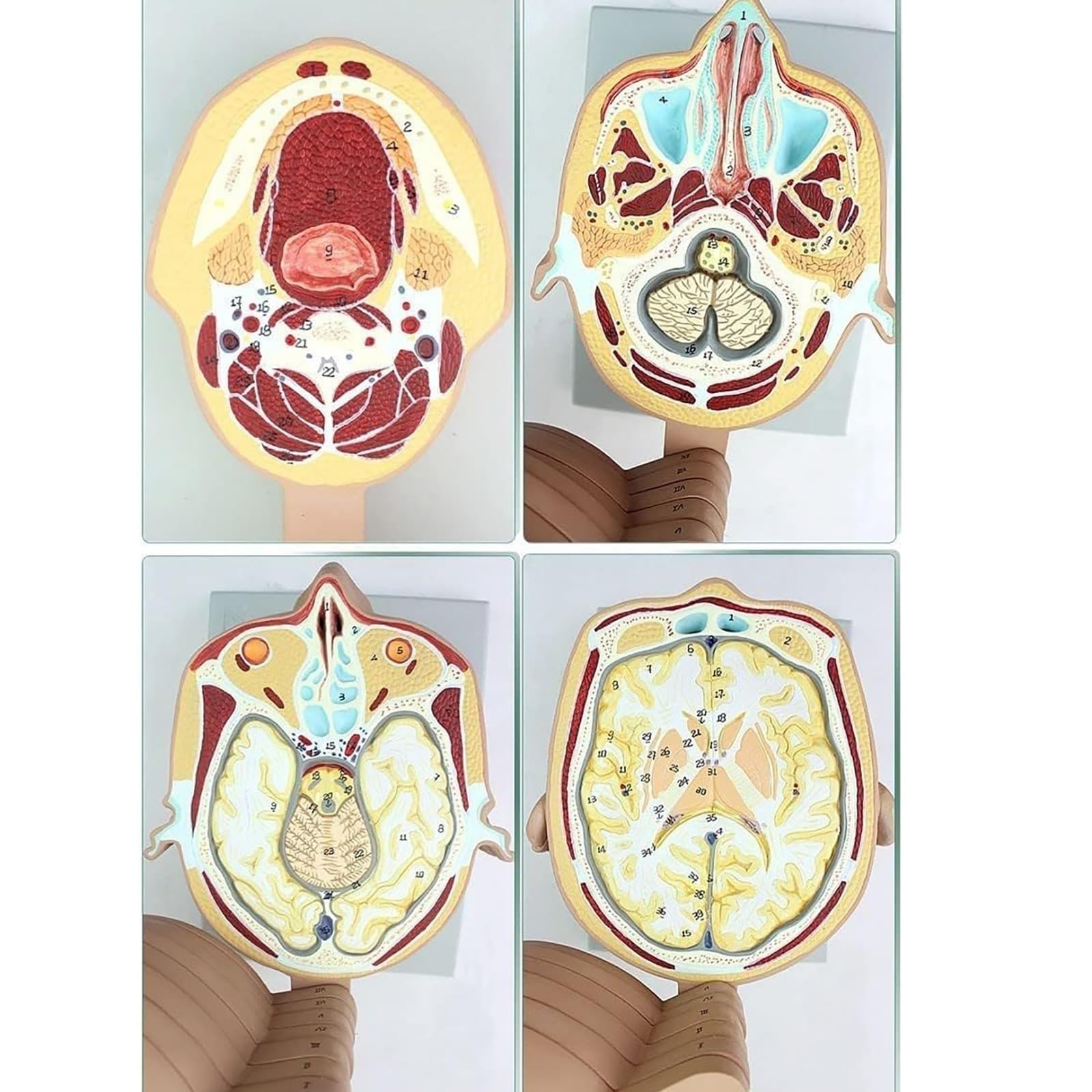Model anatomii człowieka – 12 części ludzkiej głowy i mózgu z odłączanymi poziomymi plasterkami i wyraźnym anatomicznym etykietowaniem do użytku edukacyjnego w warunkach medycznych