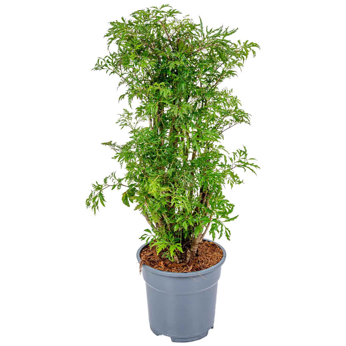 Polyscias Fruticosa d'intérieur : Sublimez votre salon avec cette plante 50-60 cm