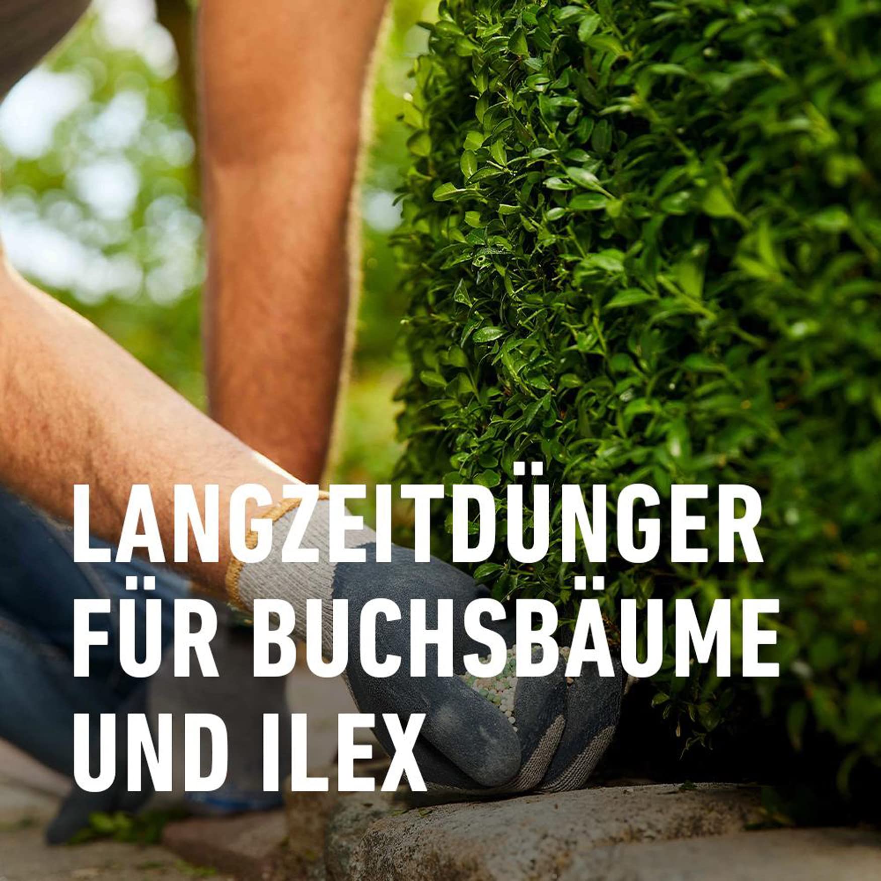 COMPO Buchsbaum- und Ilex Langzeit-Dnger 850g : Amazon.de: Garten