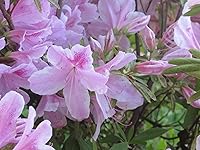 Review Image by Jessica Jessica