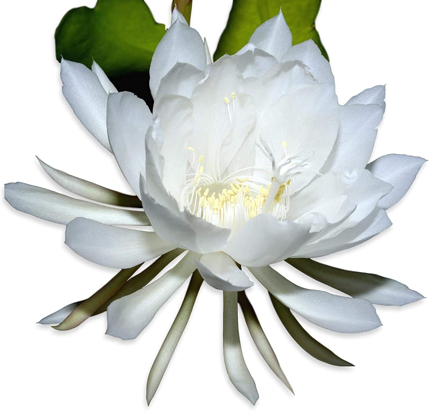 COLIBROX 2 pcs Cuttings White Orchid Cactus Epiphyllum Oxypetalum