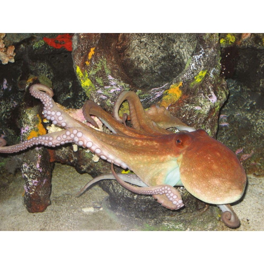 Polpara Pronto Pesca Polpo Barca Scarroccio Granchio Polipo Polpi Esca a 4 Ami