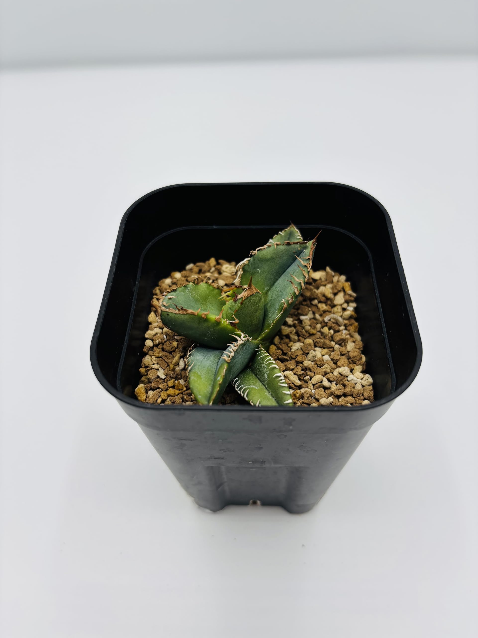 Amazon｜アガベ チタノタ 麻花龍/Agave titanota 'Ma Hua Long'/観葉