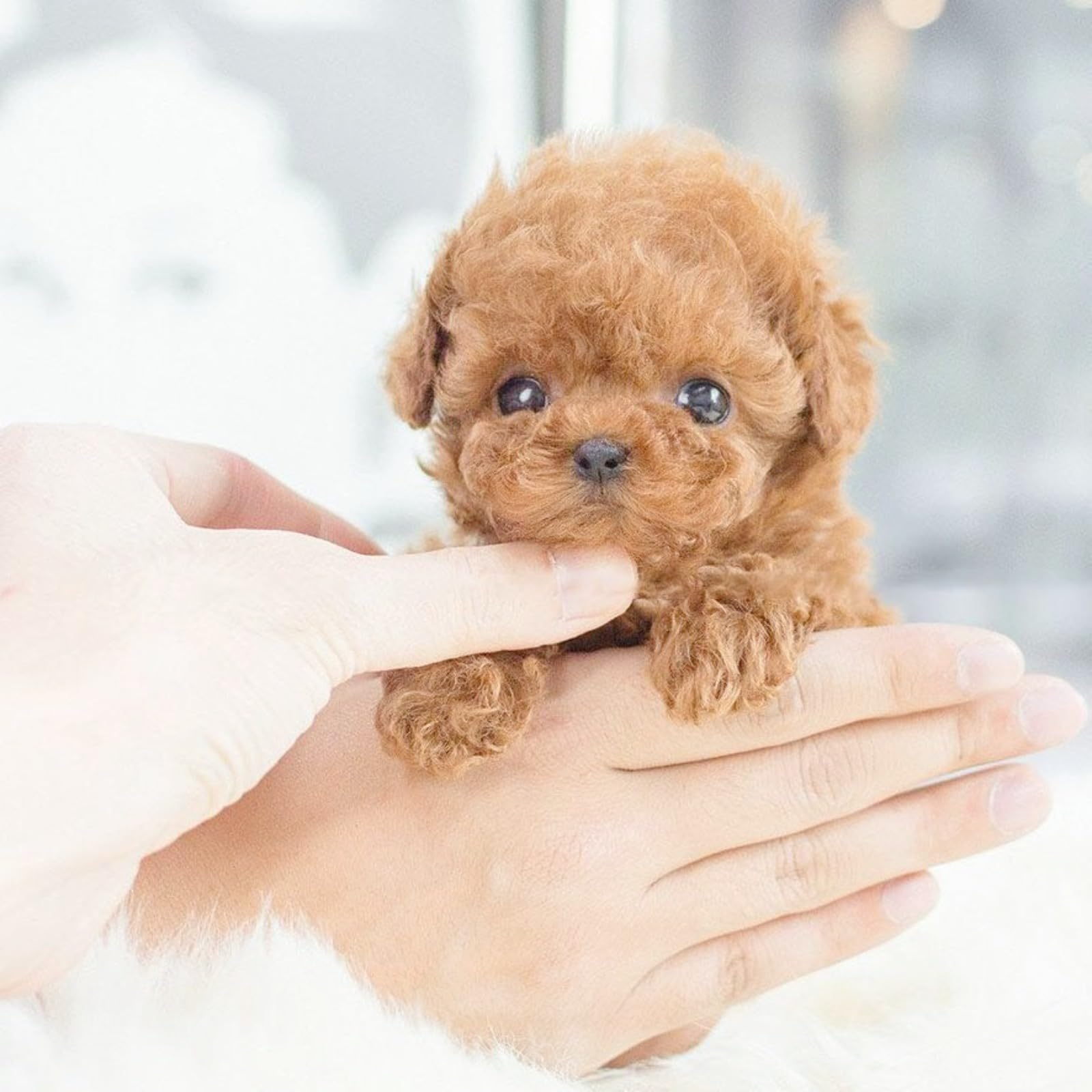 Générique Nouveau Chien Robot 2025 pour, Mon Chiot Robot réaliste Qui agit comme Un Vrai Chiot - Marche, aboie, remue la Queue,Un Chien Jouet Qui Marche et aboie