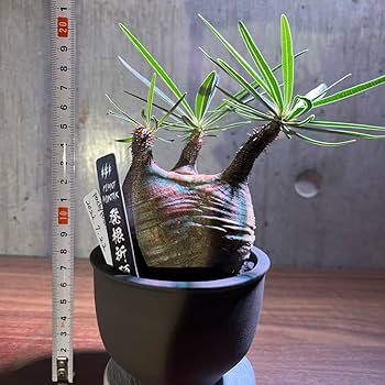 発根済み　手乗りパキポディウムグラキリス Amazon.co.jp: パキポディウム グラキリス 短枝 手乗り 発根済み 鉢